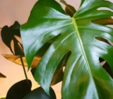Para un hogar con estilo: 7 plantas de interior que aman la oscuridad
