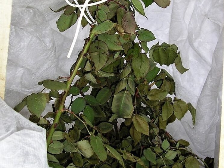 Cuidado de las rosas en primavera: 3 etapas de poda