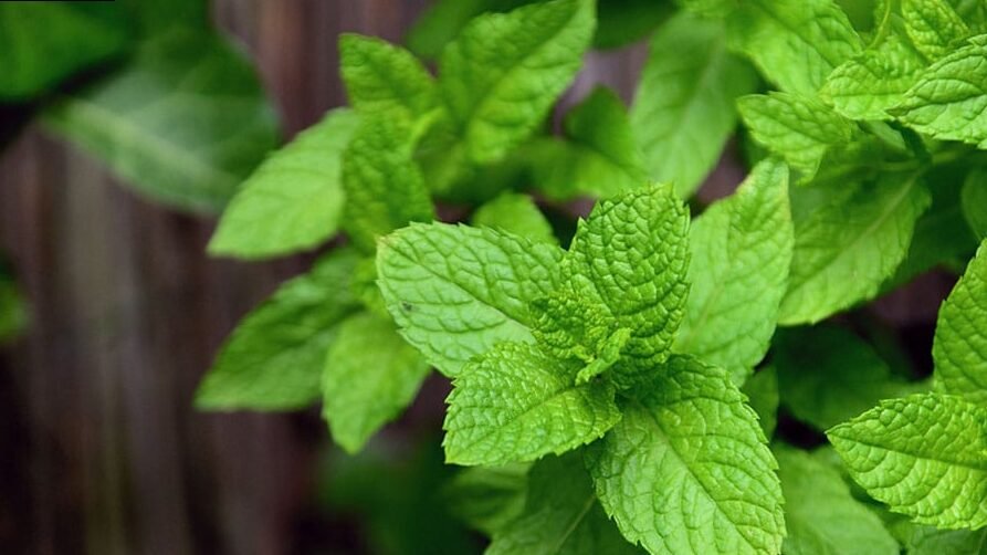 Los 5 aceites esenciales más importantes en invierno